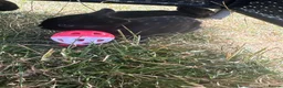 Mixed Breed rabbits for sale: Dwarf Rabbits, beautiful colours  - Advert 10