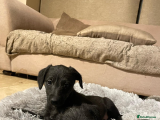 Mixed Breed dogs F1 Whippet x Bedlington terrier - 2 BOYS LEFT - Advert 11