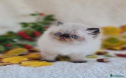 Persian cats for sale: Persian Kittens - Image 28