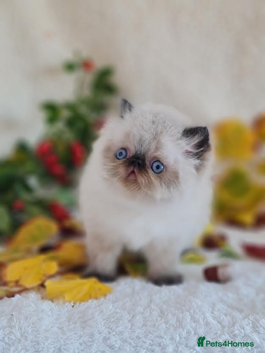 Persian cats for sale: Persian Kittens - Image 28