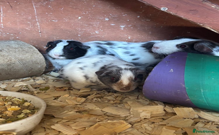 Guinea Pig rodents - Advert 1