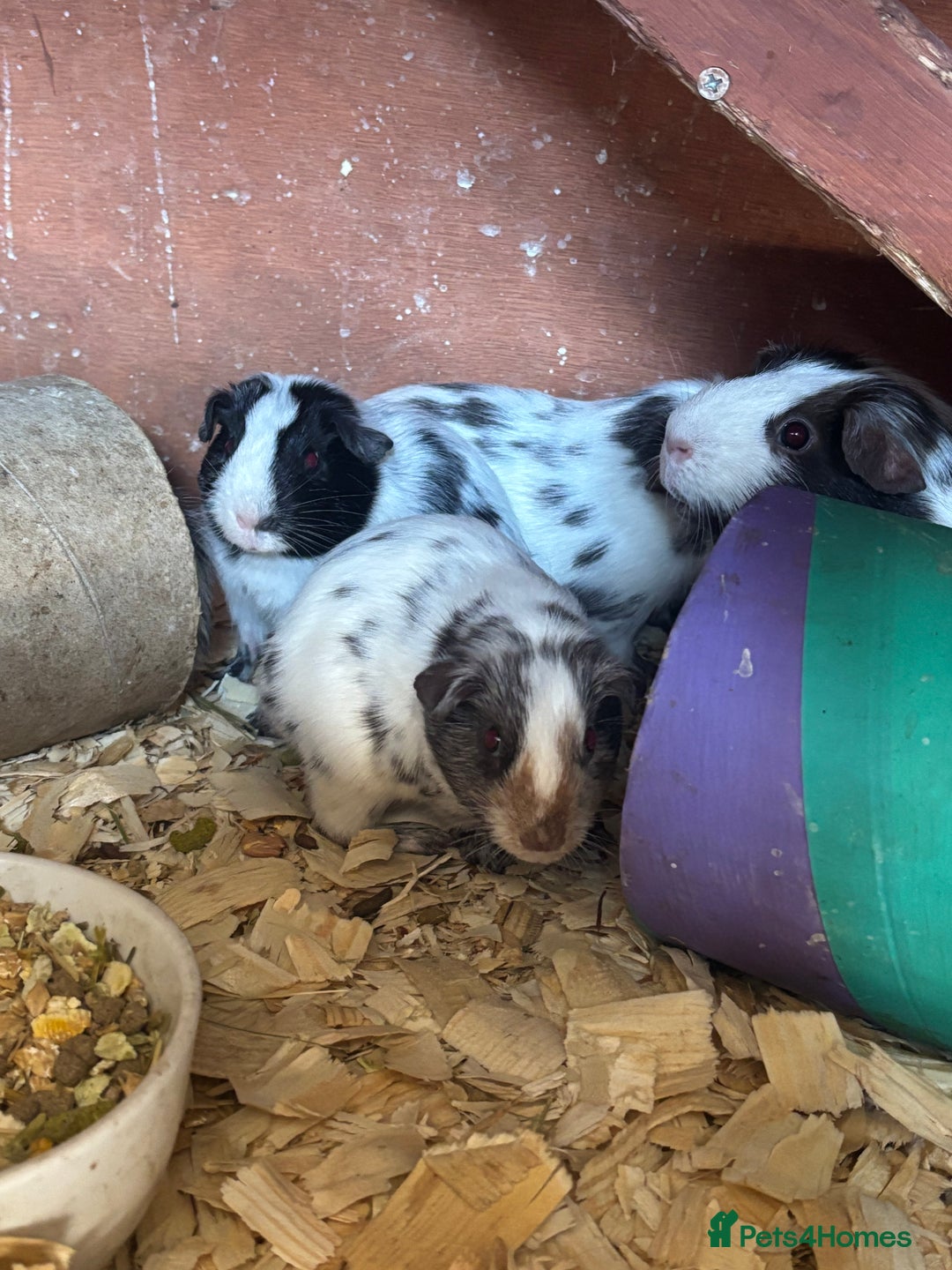 Guinea Pig rodents for sale: Male and female guinea pigs  - Image 1