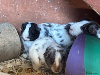 Guinea Pig rodents - Advert 26