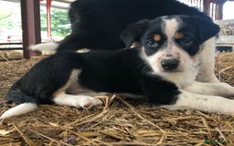 Border Collie dogs for sale: Border Collie Puppies - Image 3