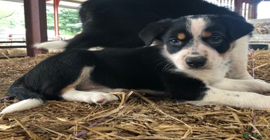 Border Collie dogs - Advert 4