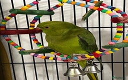 Budgerigars birds for sale: INDIAN RINGNECK - Image 4
