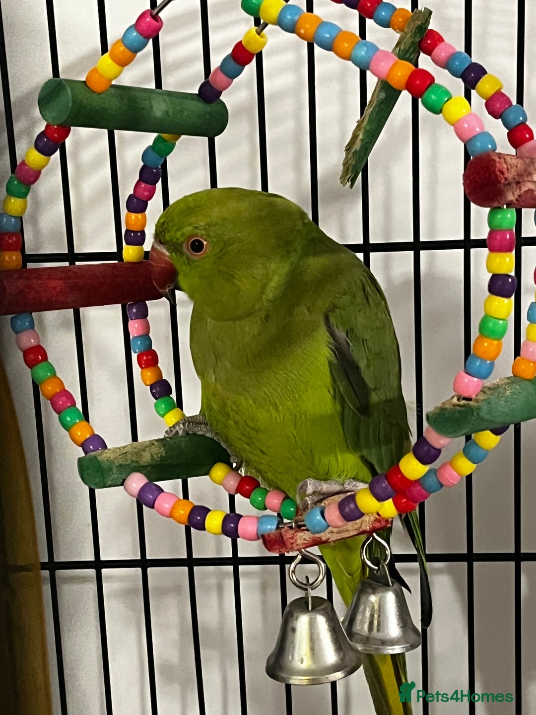 Budgerigars birds for sale: INDIAN RINGNECK - Image 4