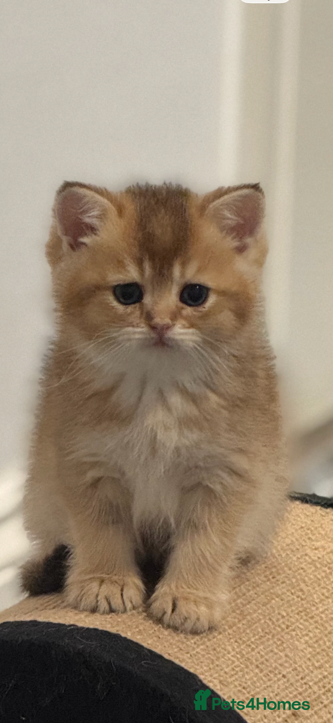 Scottish Fold cats for sale: six purebred Scottish kittens — all female,  - Advert 19