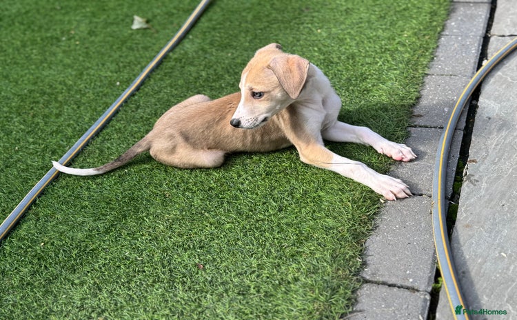 Lurcher dogs - Advert 17
