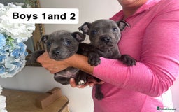 Staffordshire Bull Terrier dogs for sale: Beautiful staffordshire bull terrier puppies  - Image 13