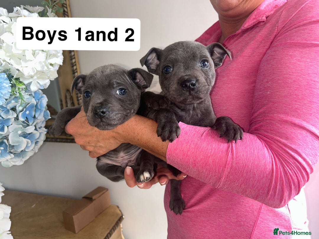 Staffordshire Bull Terrier dogs for sale: Beautiful staffordshire bull terrier puppies  - Image 13