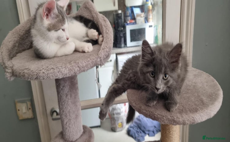 Mixed Breed cats - Advert 15
