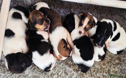 Jack Russell dogs for sale: 2 boys & 1 girl left, Ready & available from today - Image 17