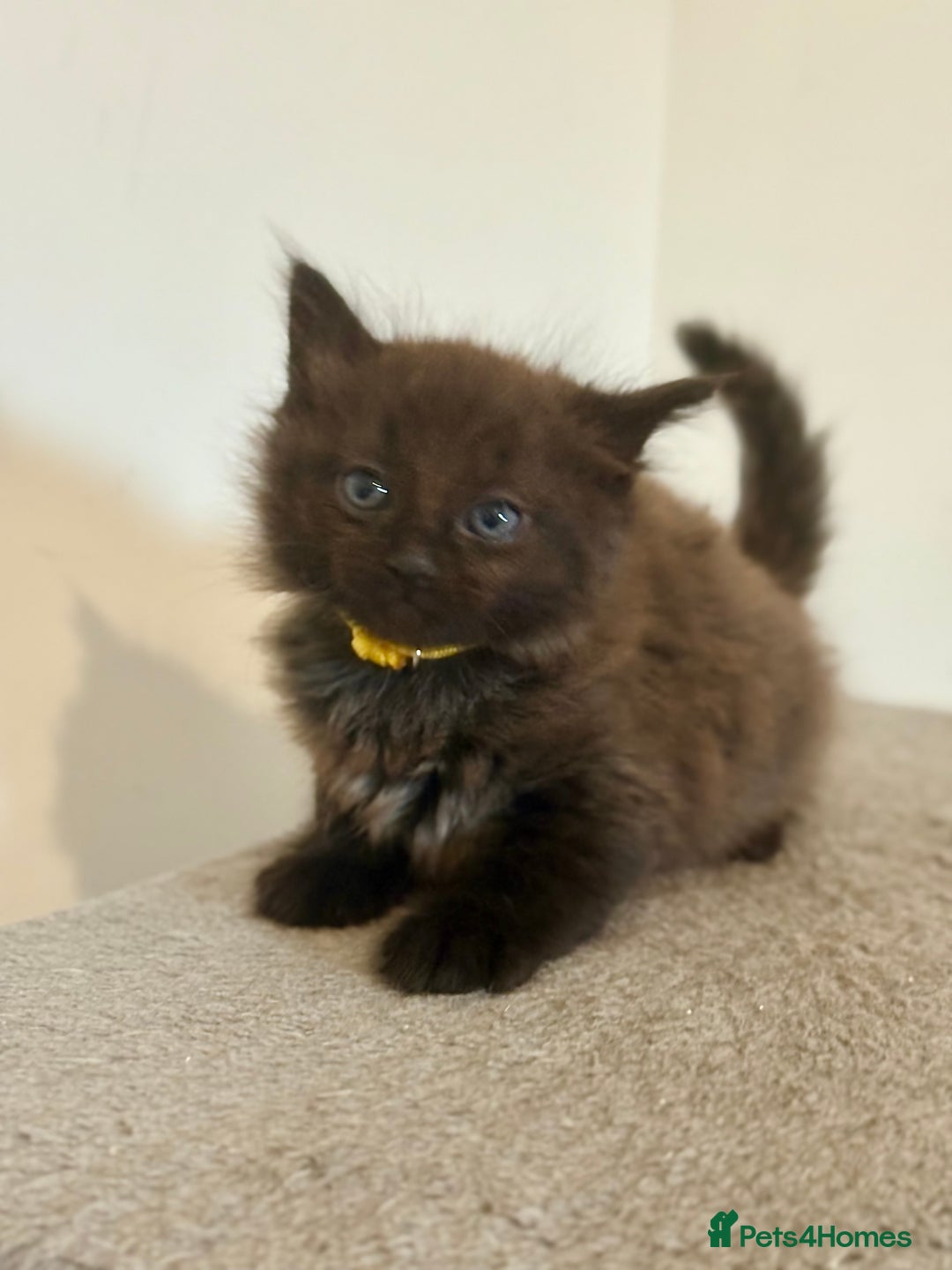 British Longhair cats for sale:  British longhair kittens 3 male 1 female  - Image 12