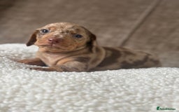 Dachshund dogs for sale: 🌭🌭🌭🌭🌭🌭🌭little dachshunds🌭🌭🌭🌭🌭  - Image 21