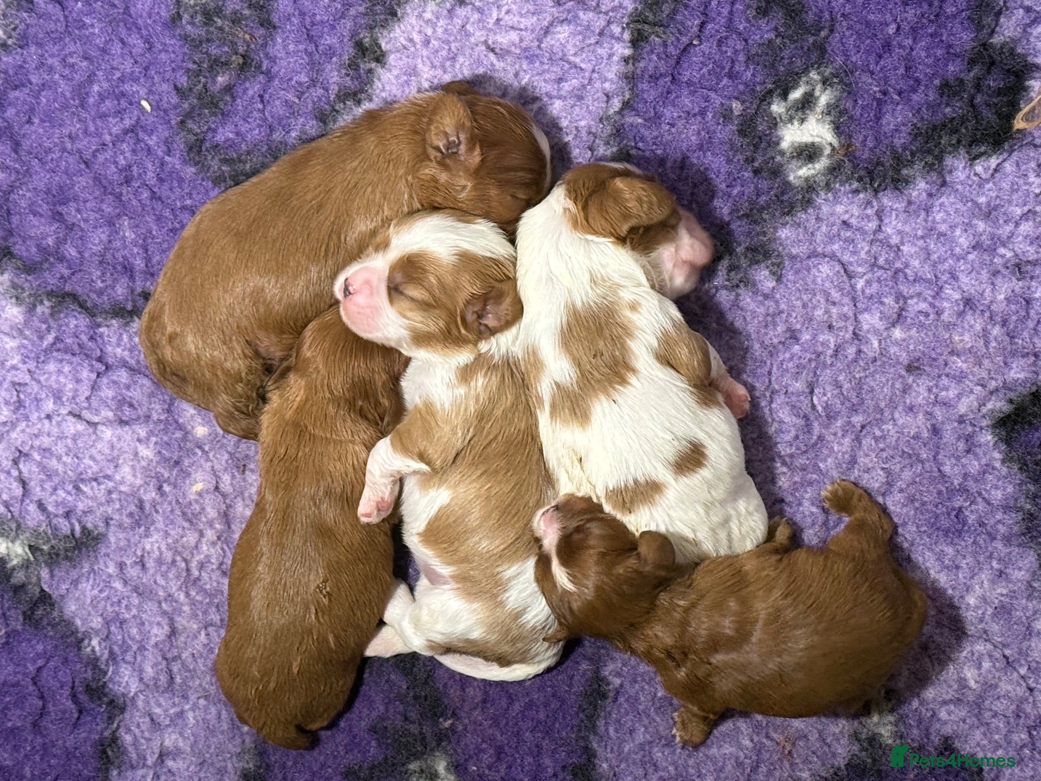 Cavalier King Charles Spaniel dogs Stunning KC Reg Heart, Eye & CM/SM Screened CKCS - Advert 2