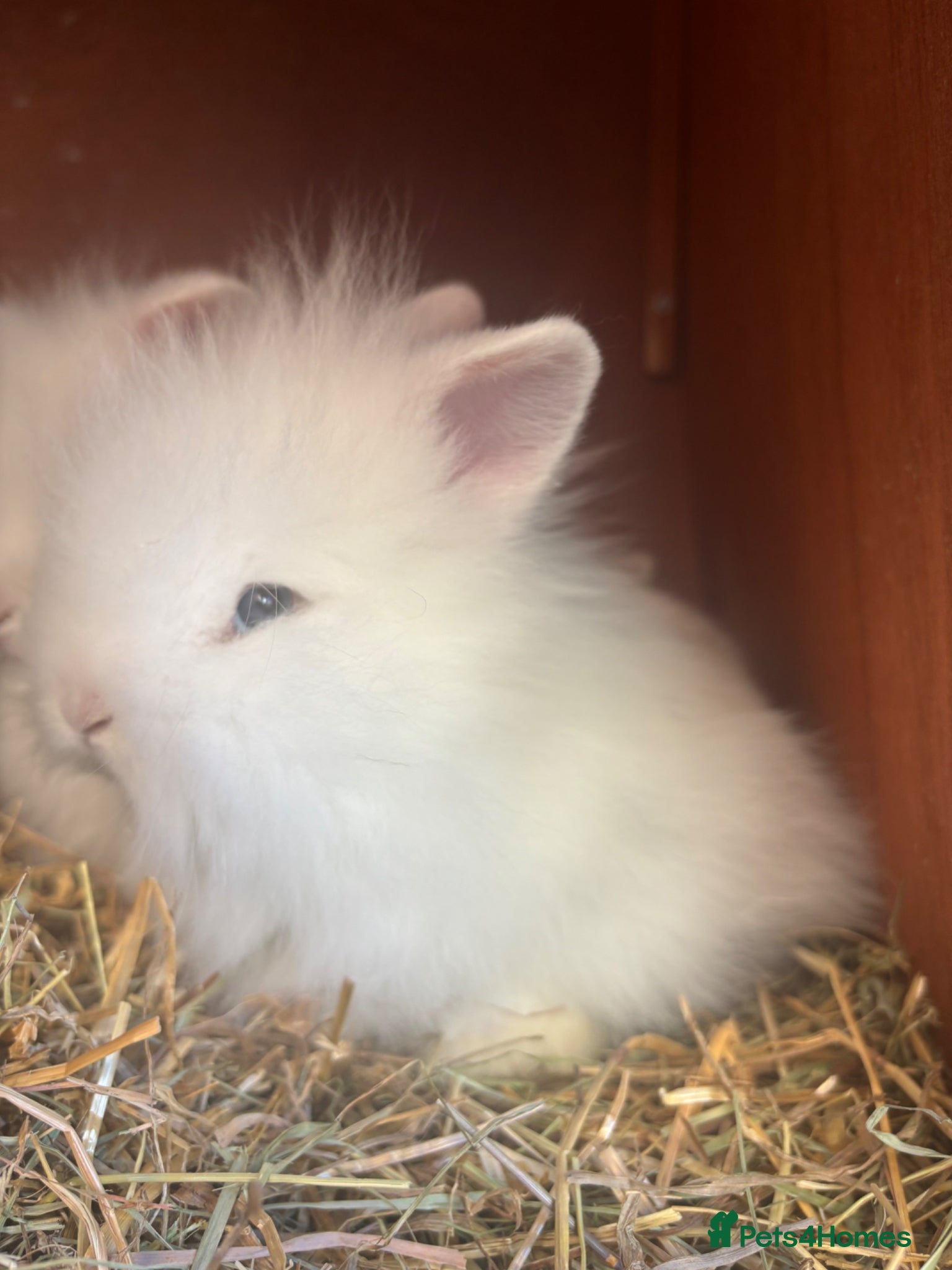 Lionhead rabbits Double Maned Lionhead 8WKS OLD READY TO LEAVE - Advert 2