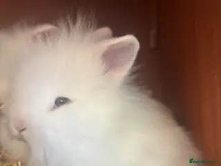 Lionhead rabbits Double Maned Lionhead 8WKS OLD READY TO LEAVE - Advert 17
