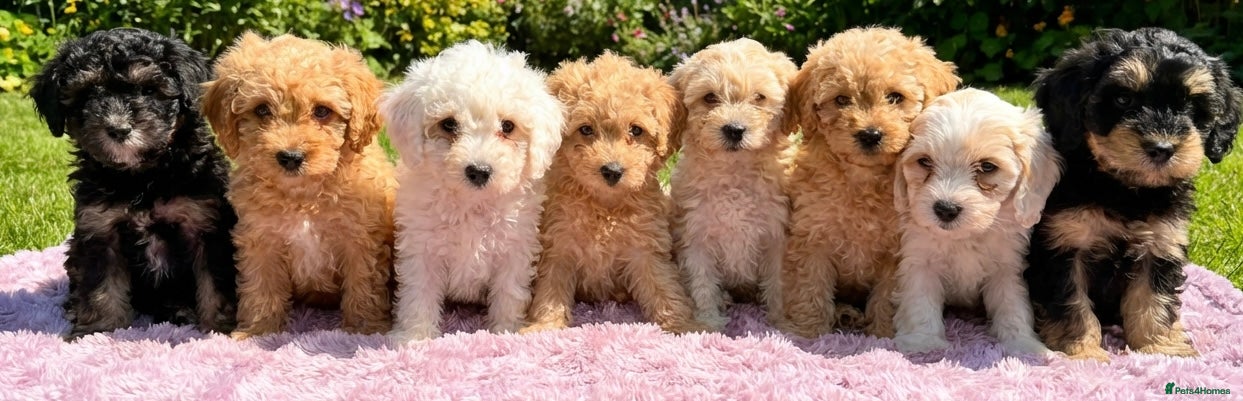 Mixed Breed dogs READY TO GO! 8 Beautiful Cavapoochon Puppies - Advert 4