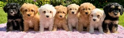 Mixed Breed dogs for sale: 1 BOY LEFT TO GO! 8 Beautiful Cavapoochon Puppies - Advert 5