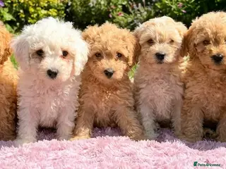 Mixed Breed dogs READY TO GO! 8 Beautiful Cavapoochon Puppies - Advert 4