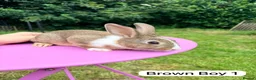 Rex rabbits for sale: Rex X Dutch Bunnies Ready Now  - Advert 6