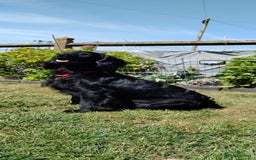 Cocker Spaniel dogs for stud: Health Tested KC Cocker Spaniel  - Image 5