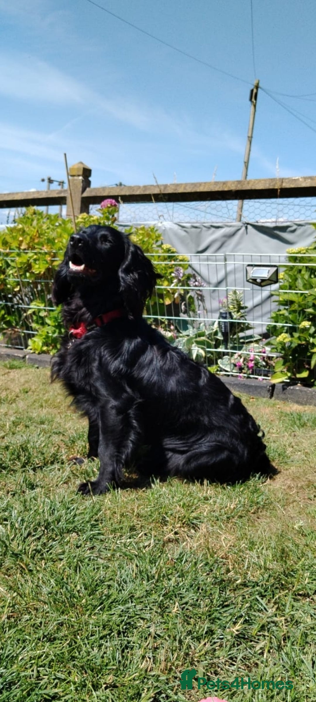 Cocker Spaniel dogs for stud: Health Tested KC Cocker Spaniel  - Image 5