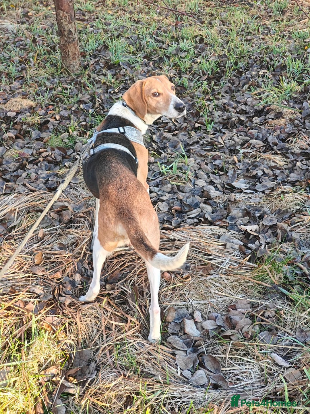 Mixed Breed dogs for adoption: ❤️Radna-affectionate 2 year old Estonian Hound❤️ - Advert 10
