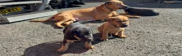 Mixed Breed dogs for sale: Rottweiler / Black Mouth Cur Mix Puppies  - Advert 14