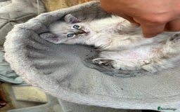 Ragdoll cats for sale: Last boy Stunning crazy playful pure Ragdoll - Image 4