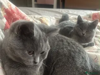 British Shorthair cats Champion lain kitts - Advert 3