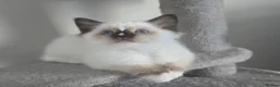 Ragdoll cats for sale: Gorgeous mitted Ragdoll girls - Advert 13