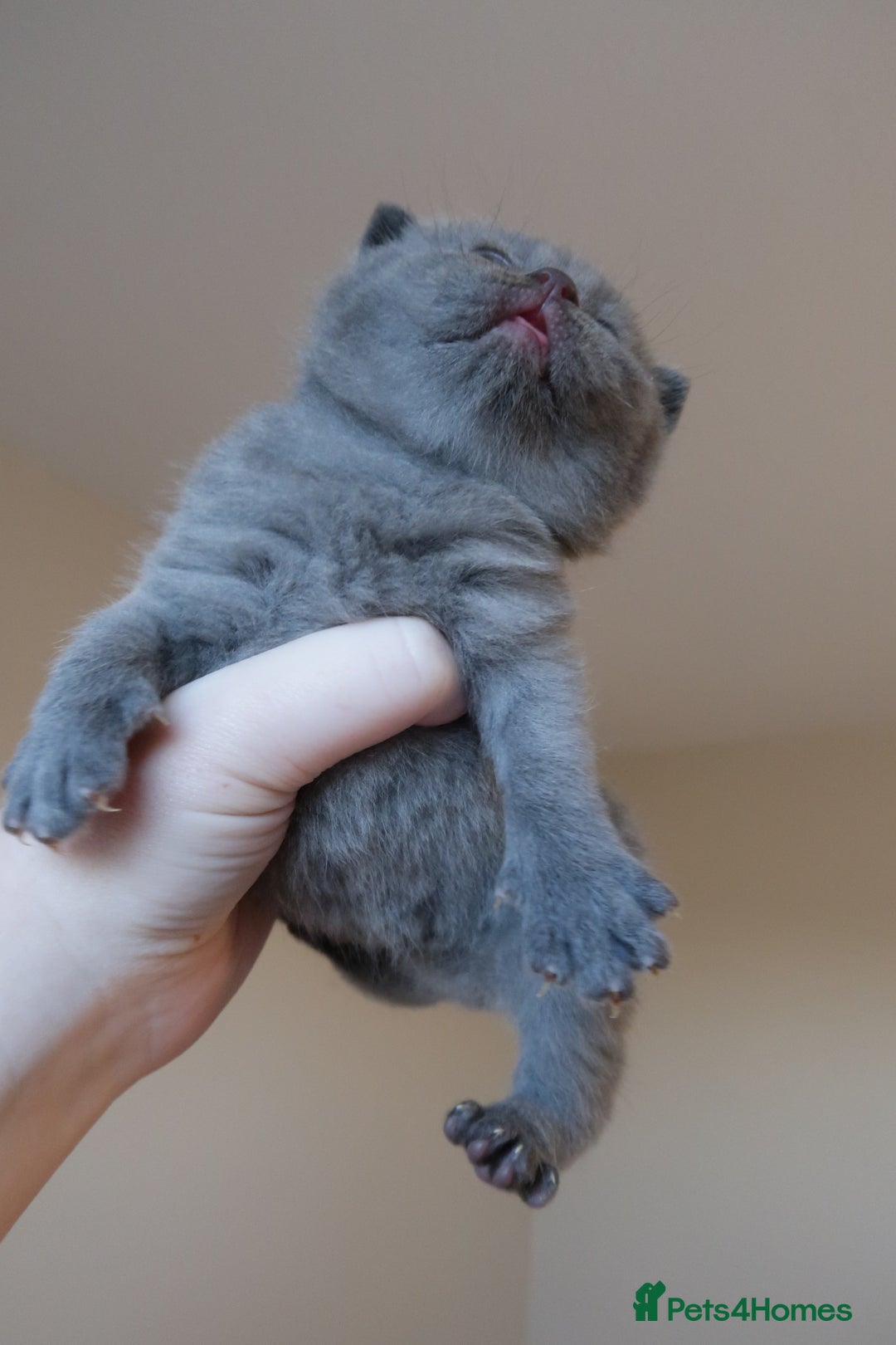 British Shorthair cats for sale: 2 left -GCCF Registered British Shorthair Kittens  - Advert 5