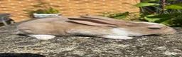 Rex rabbits for sale: Stunning Mini Rex Babies + Standard Rex Does in Spalding - Advert 9