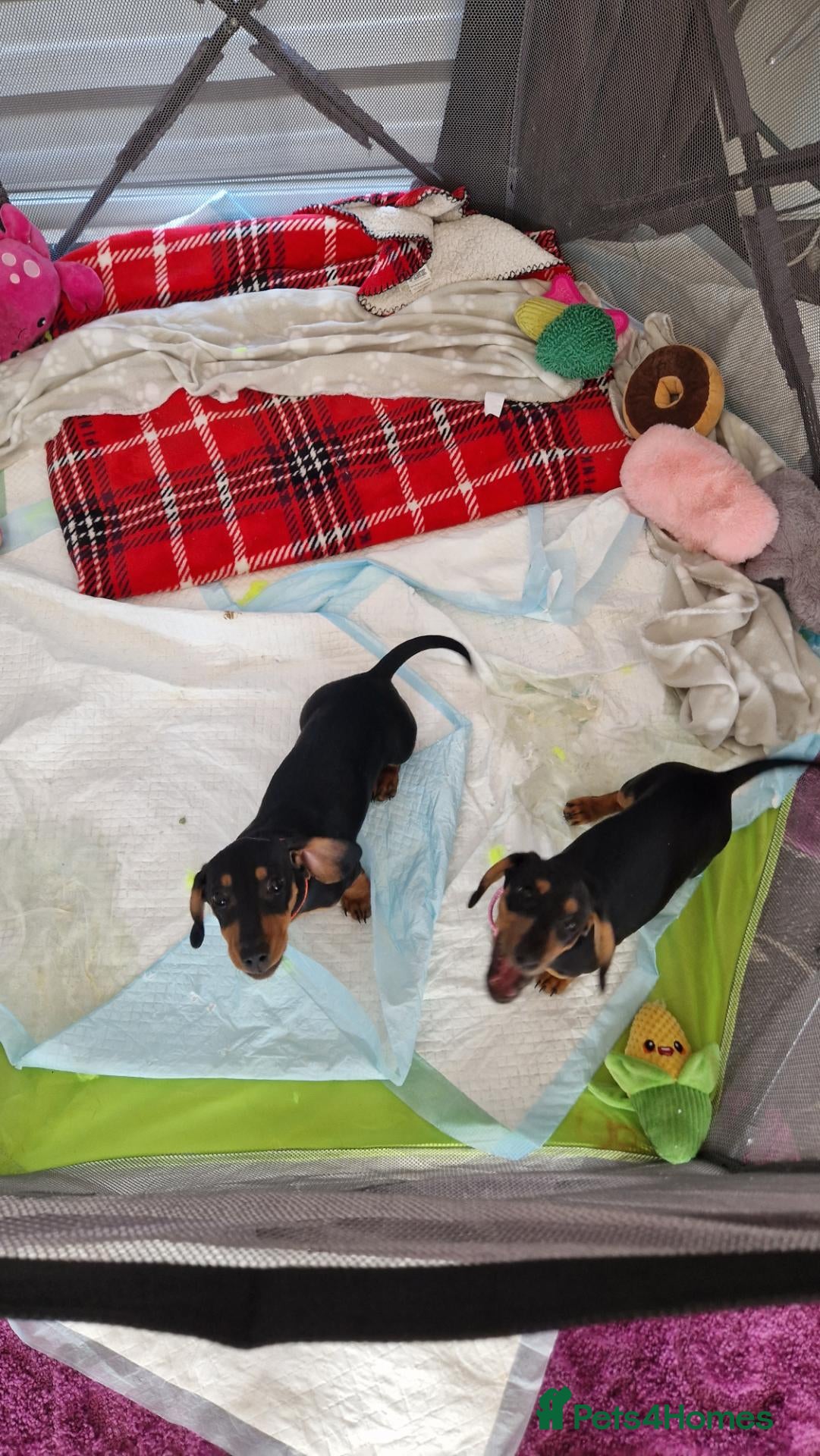 Miniature Dachshund dogs Can go KC reg PRA CLEAR MINIATURE DACHSHUND - Advert 1