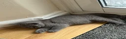British Shorthair cats for sale:  Adorable kittenBlue British Shorthair  GCCF - Advert 2