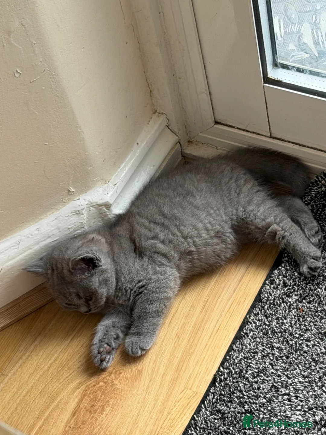 British Shorthair cats for sale:  Adorable kittenBlue British Shorthair  GCCF - Advert 2