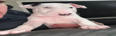 English Bull Terrier Puppy 5