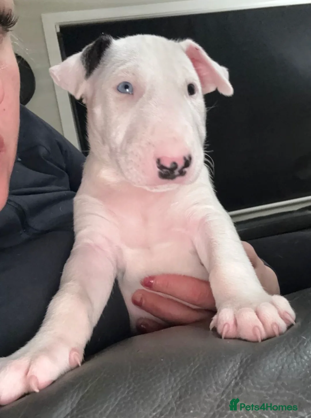 English Bull Terrier dogs for sale: Beautiful English Terrier Puppies Available  in Chigwell - Advert 2