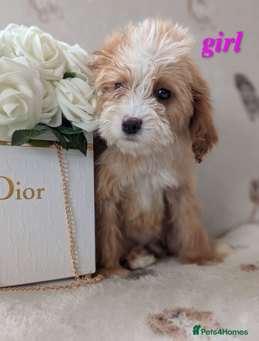 Cockapoo dogs Georgeous Cockerpoo puppies 3girls and 2 boys - Advert 10