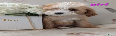 Cockapoo Puppy 3