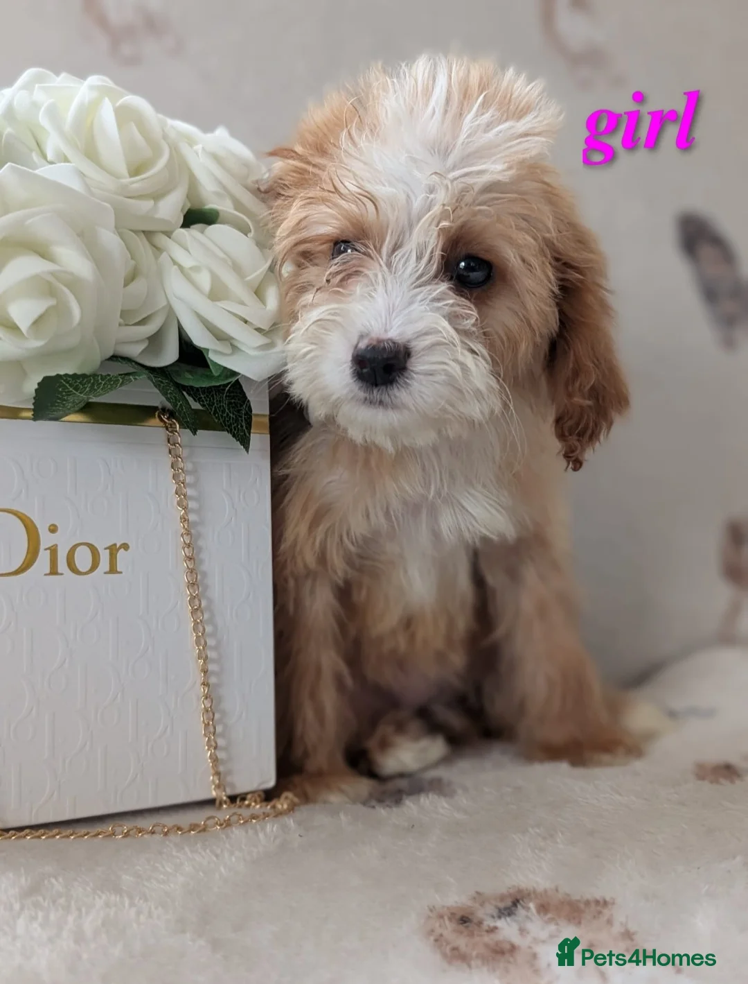 Cockapoo dogs for sale: Apricot and whiteCockerpoo puppies  - Advert 1