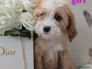 Cockapoo dogs Georgeous Cockerpoo puppies 3girls and 2 boys - Advert 18