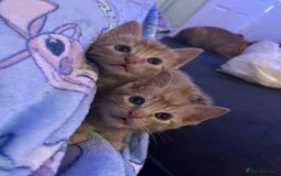 Mixed Breed cats for sale: 4 Ginger 2 Male 2 Female  - Image 8