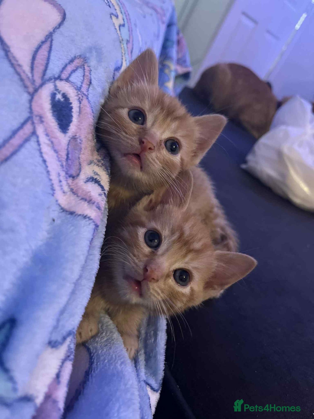 Mixed Breed cats for sale: 4 Ginger 2 Male 2 Female  - Image 8