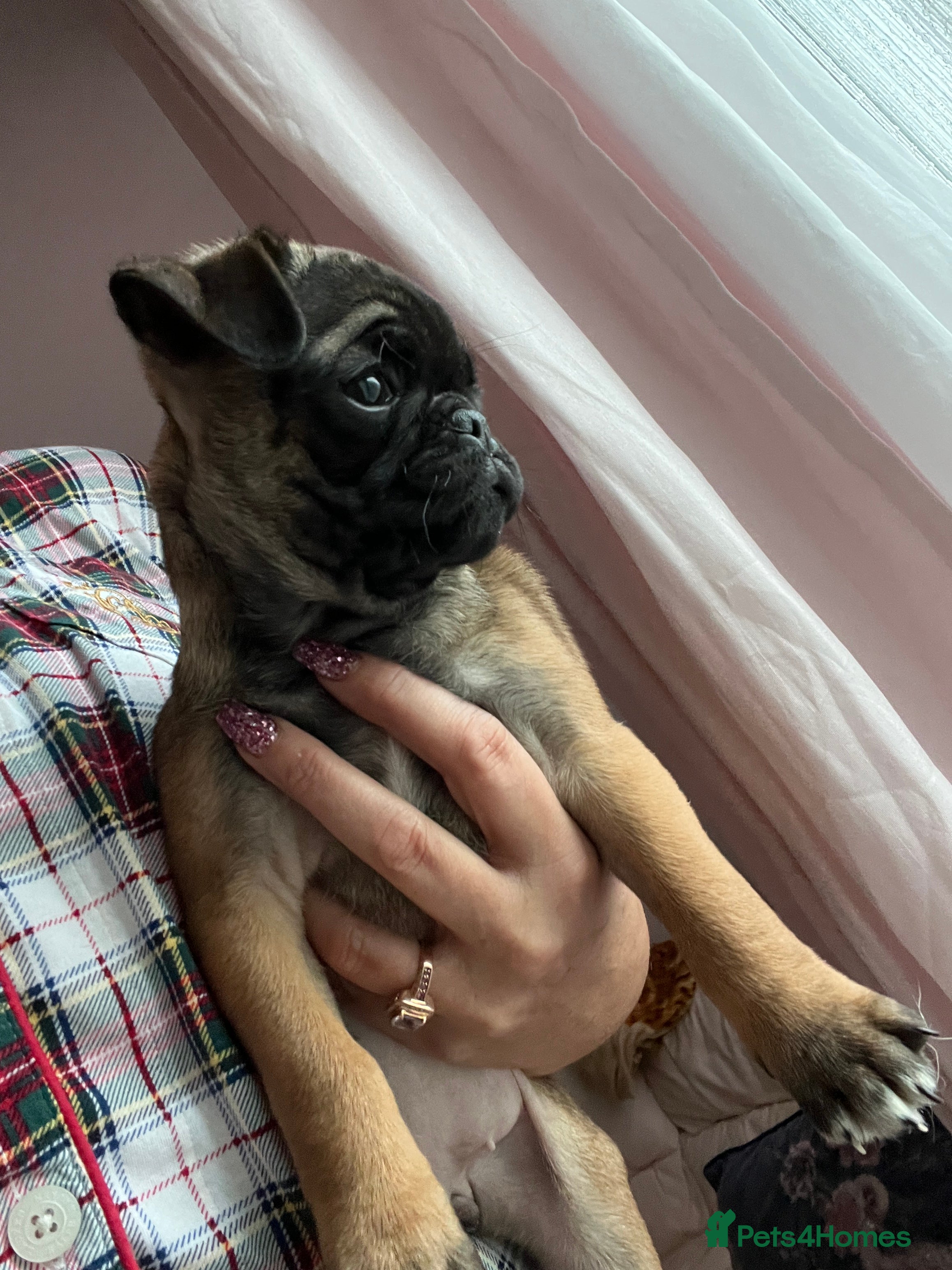 Pug dogs Fawn female pug puppy ready now   - Advert 1