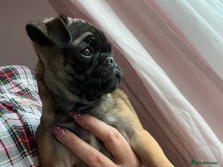 Pug dogs Fawn female pug puppy ready now - Advert 10
