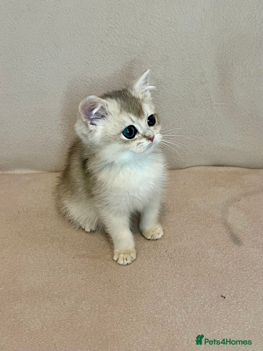 British Shorthair cats for sale: 🐾BSH Golden Kittens🐾  - Advert 19