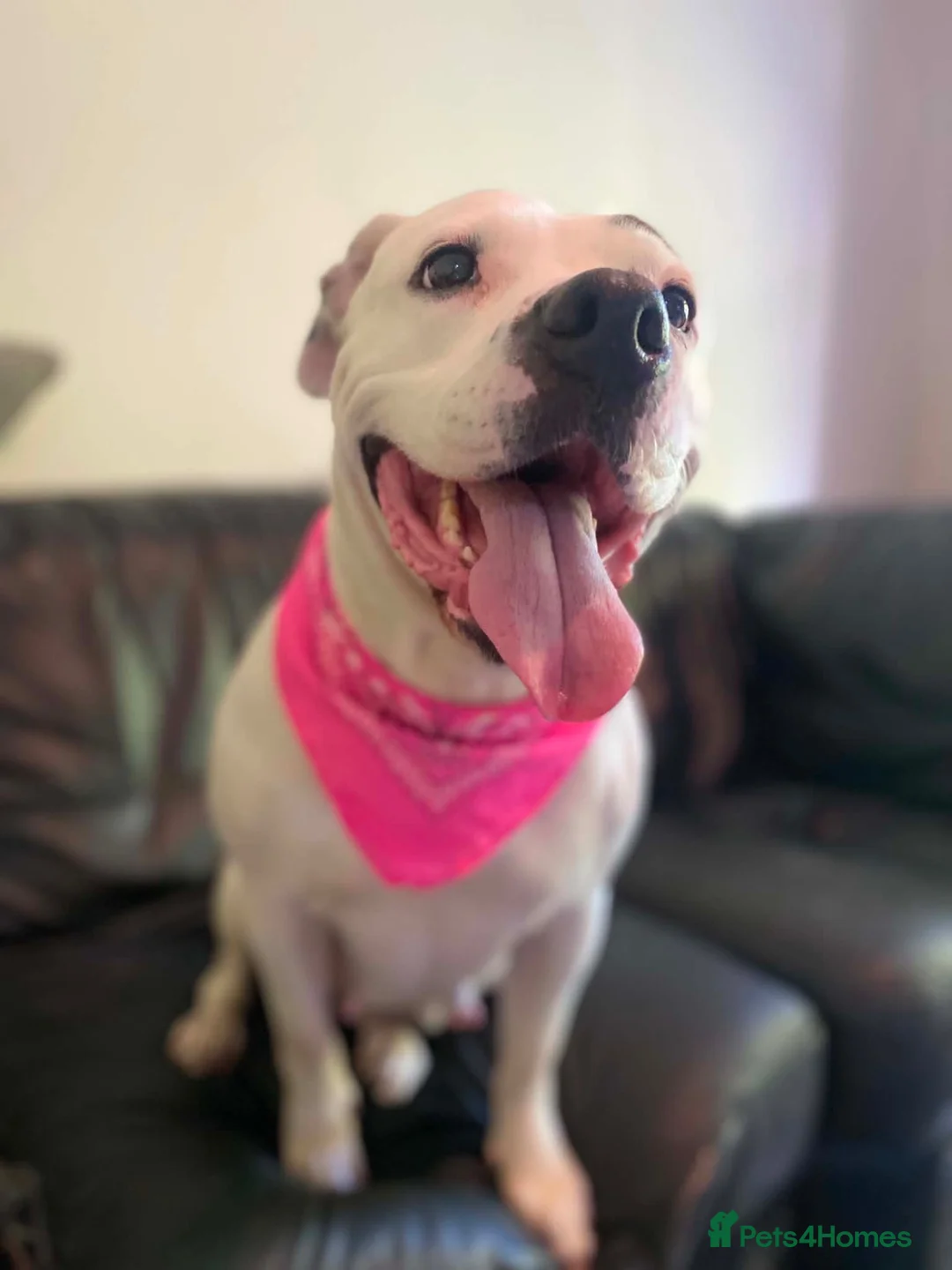Mixed Breed dogs for sale: Staffy x mixed breed - Advert 7